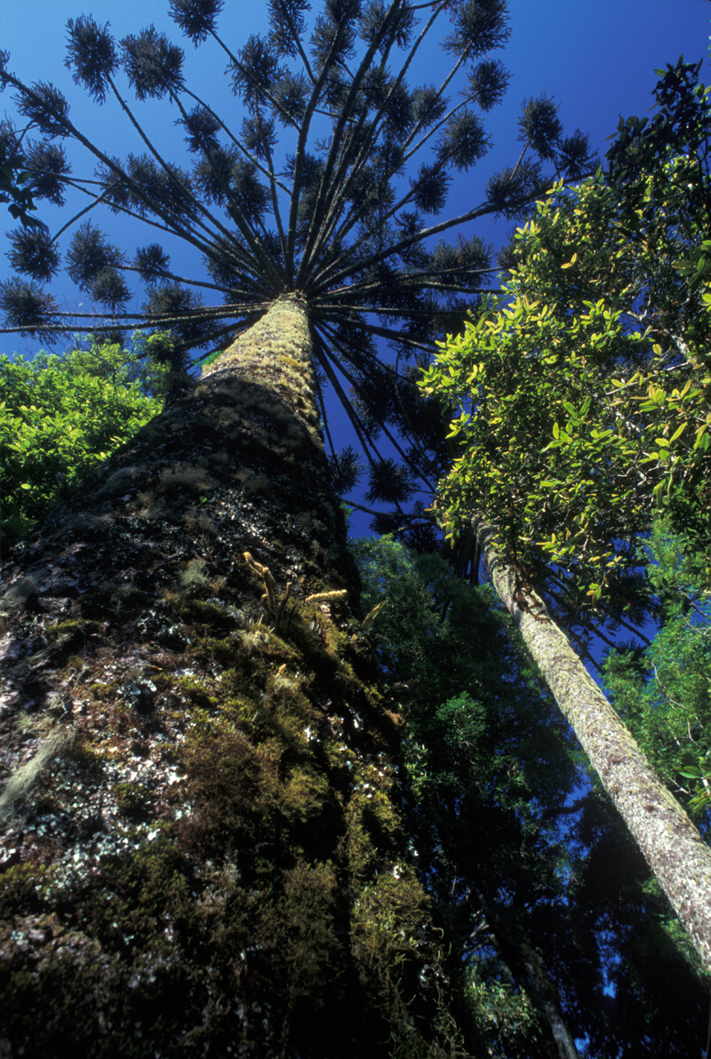 Pinheiro-do-paranáAraucaria angustifolia