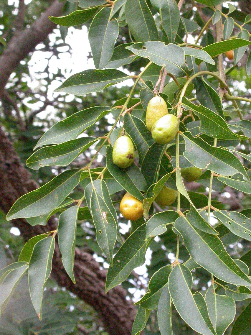 Taperebá