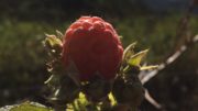 framboesa silvestre